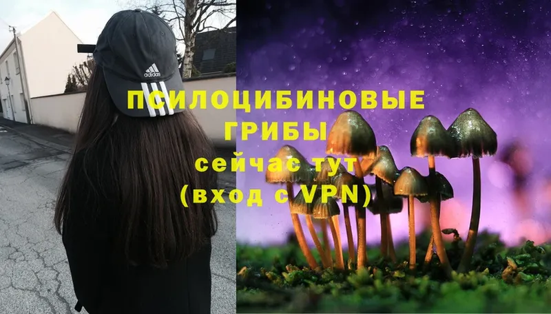 Псилоцибиновые грибы MAGIC MUSHROOMS  как найти закладки  Обнинск 